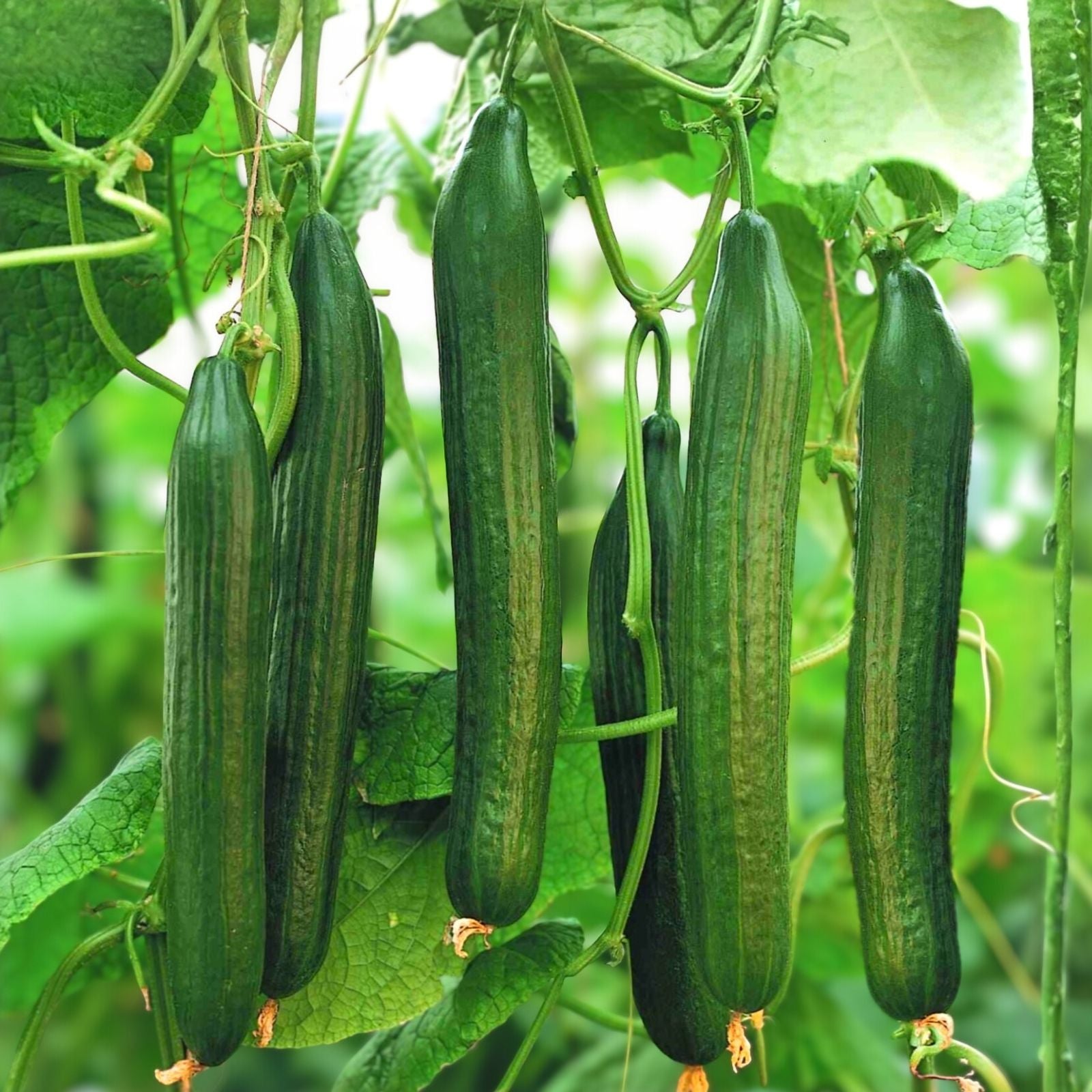 Cucumber Seeds 100 Count Long Green Heirloom Non-GMO Cucumis sativus Vegetable Seeds for Garden, Starter, or Houseplant