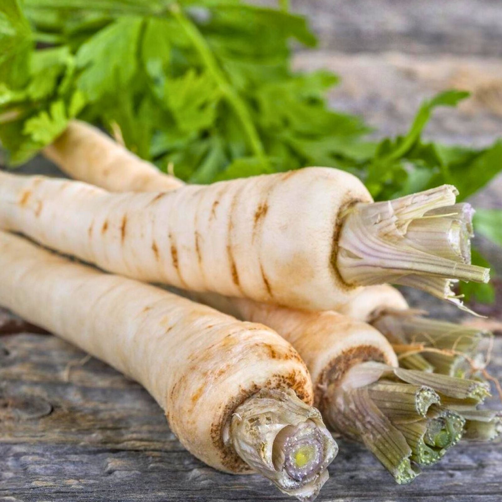 Parsnip Seeds 100 Count All American Heirloom Non-GMO Vegetable Gardening Supplies Pastinaca sativa Starter Plant