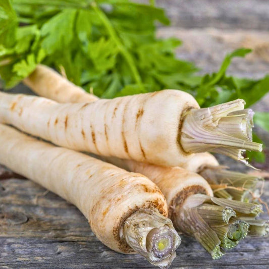 Parsnip Seeds 100 Count All American Heirloom Non-GMO Vegetable Gardening Supplies Pastinaca sativa Starter Plant