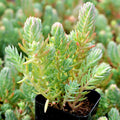Sedum Blue Spruce Cuttings, Cold Hardy Trailing Succulent, Ground Cover Plant, Indoor or Garden, Sedum reflexum 'Blue Spruce'