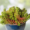 Sedum Rubrotinctum Jelly Bean Succulent Cutting, Live Indoor Plant, Rare Unrooted Starter, Houseplant, Green, Small