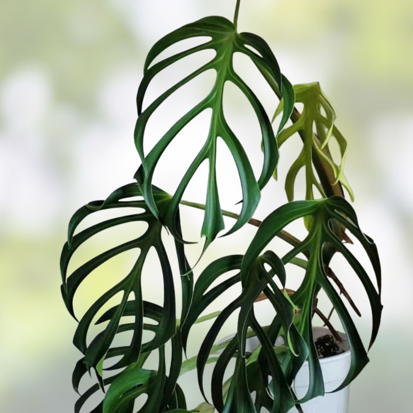 Monstera Burle Marx Cuttings Flame Variegated Tropical Houseplant Monstera adansonii Live Plant