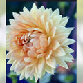 Dahlia Plant Bulb Tuber Orange Peach Gold Large Decorative Flower Dahlia Noordwijks Glorie Live Plant