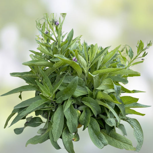 Organic Comfrey Root Cuttings 4” | Symphytum officinale Pesticide-Free Live Plant for Gardening Starter