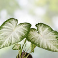 Snow White Caladium Bulbs 2 Pack – Perennial Elephant Ears, Fancy Foliage, Caladium bicolor, Garden Planting Supplies