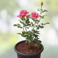 Organic Pink Rose Cuttings 5 Pack | Live Garden Flower Starter Plants Rosa spp | Ready to Root Planting Material