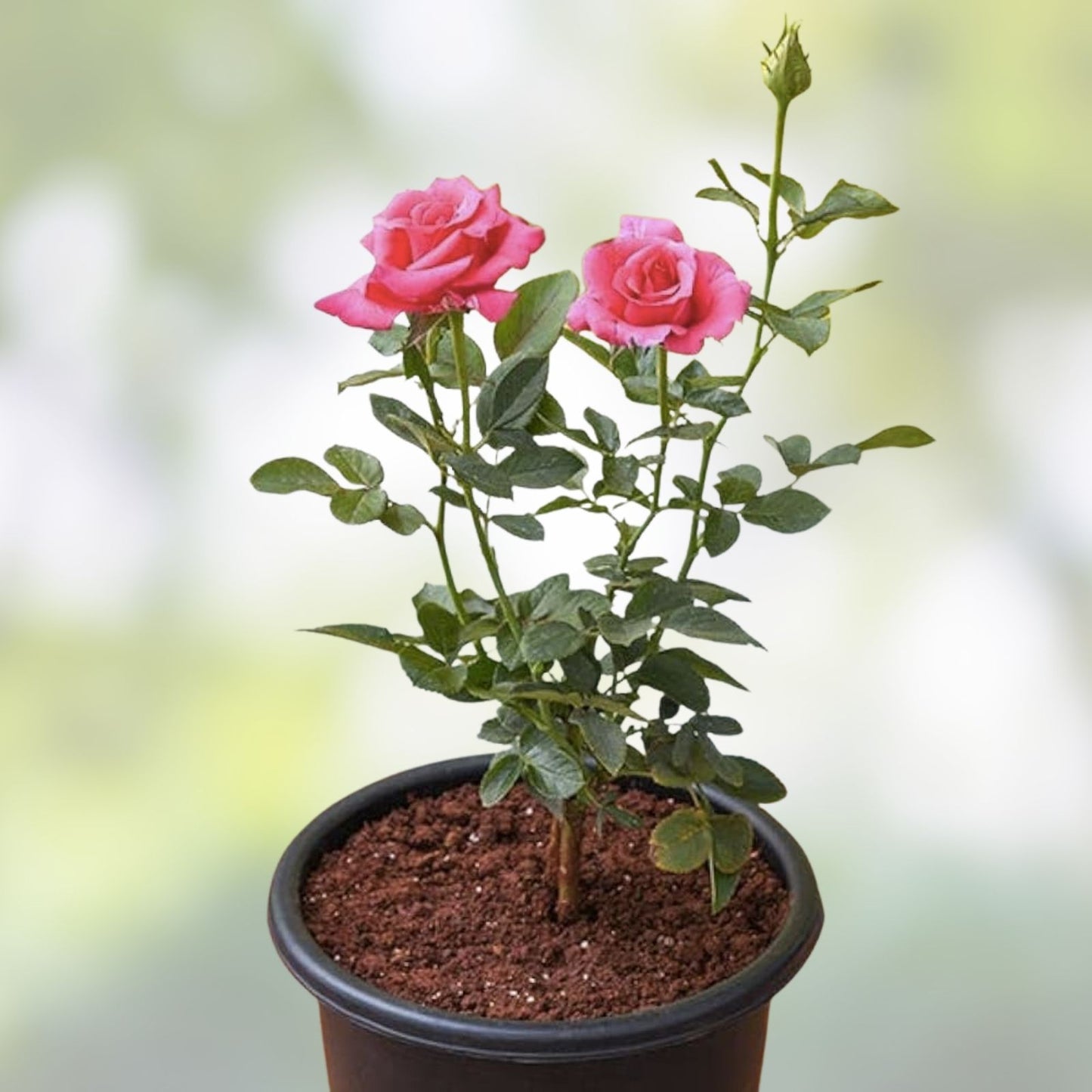 Organic Pink Rose Cuttings 5 Pack | Live Garden Flower Starter Plants Rosa spp | Ready to Root Planting Material