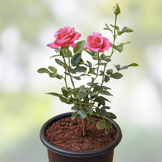 Organic Pink Rose Cuttings 5 Pack | Live Garden Flower Starter Plants Rosa spp | Ready to Root Planting Material