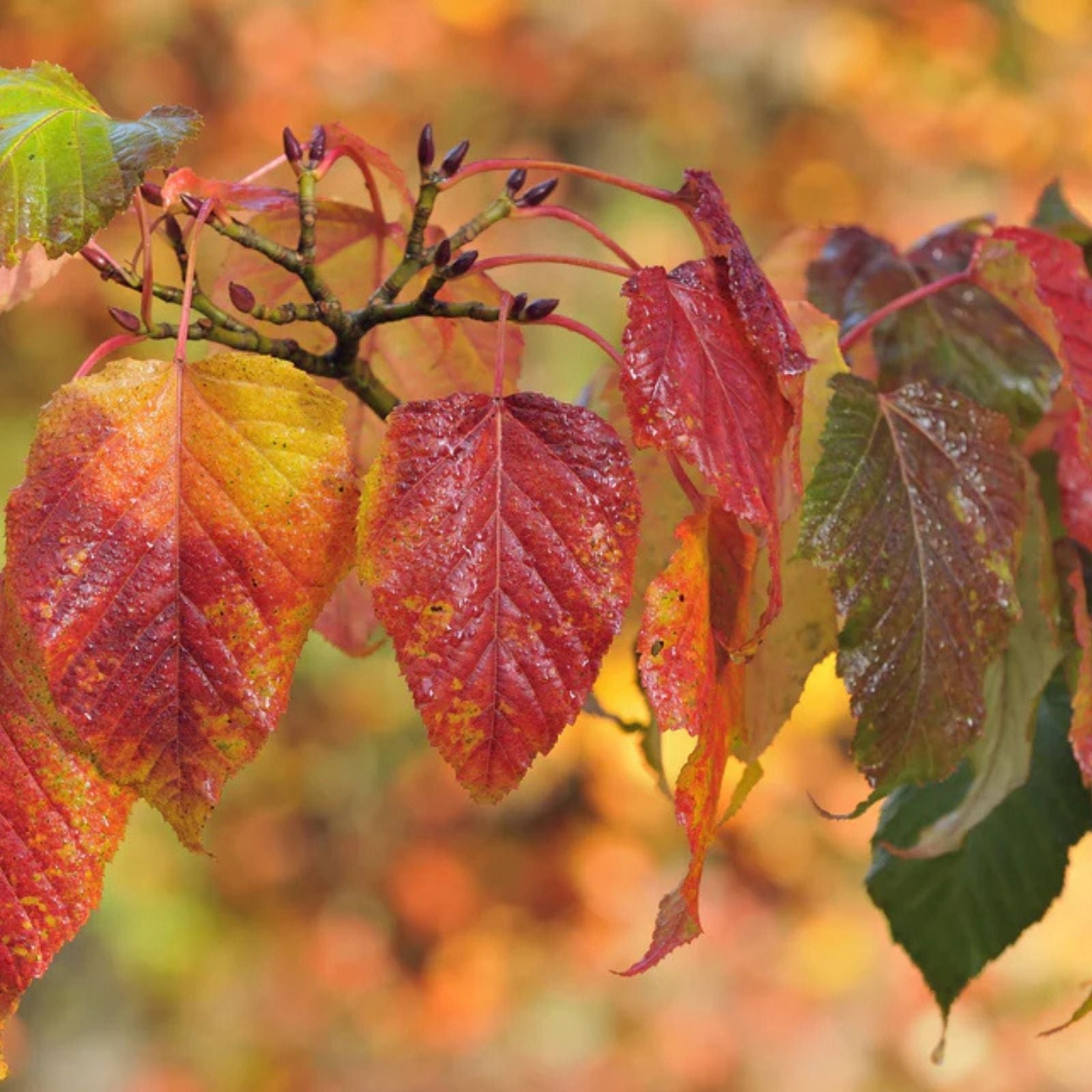 Apple Tree Seeds 30 Pack - Delicious Variety Malus pumila Common Apple Fruit Seeds for Planting - bloomhavennursery