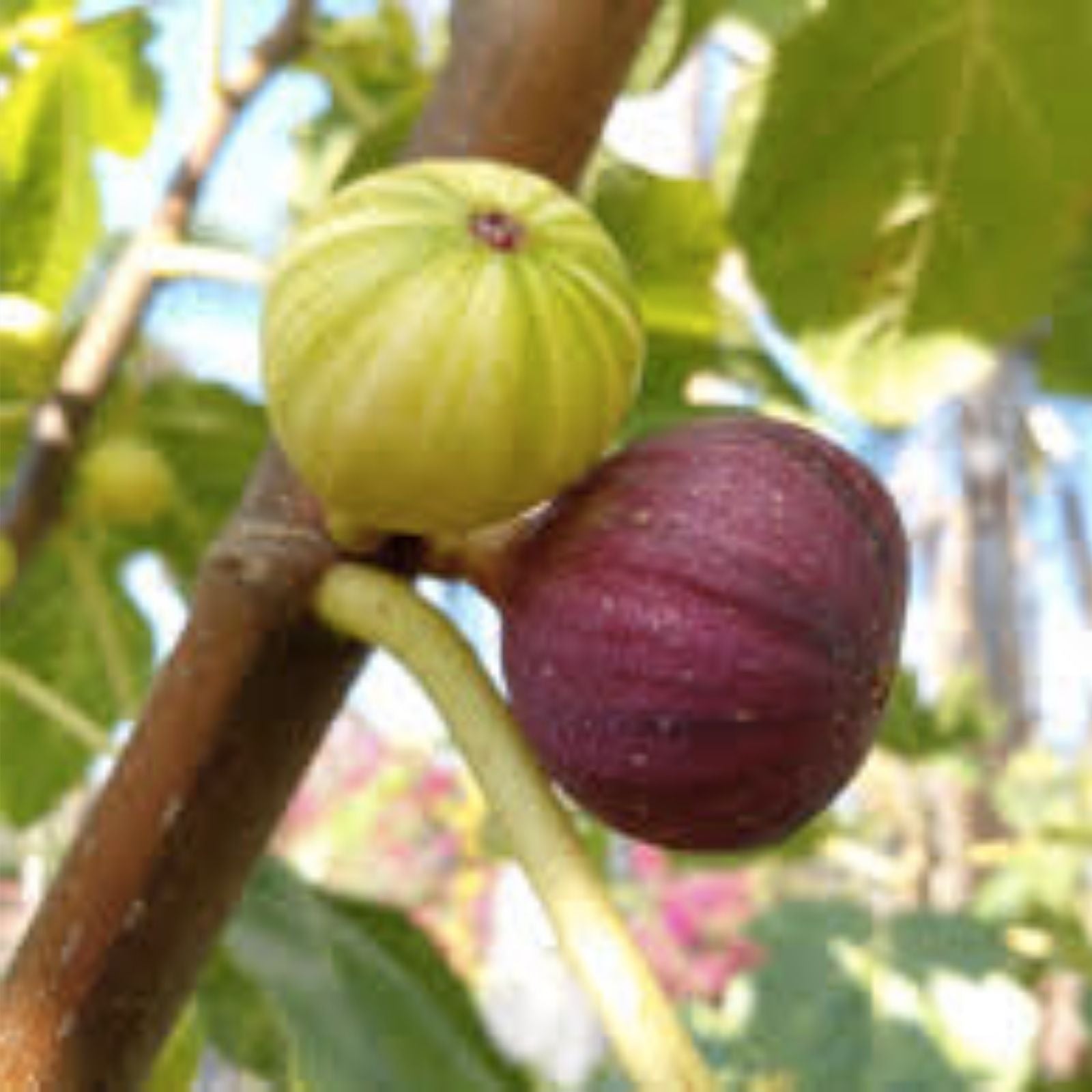 Rare Fig Cutting - Martinenca Rimada - Fresh Ficus carica Plant - Fast Growing, Limited Availability