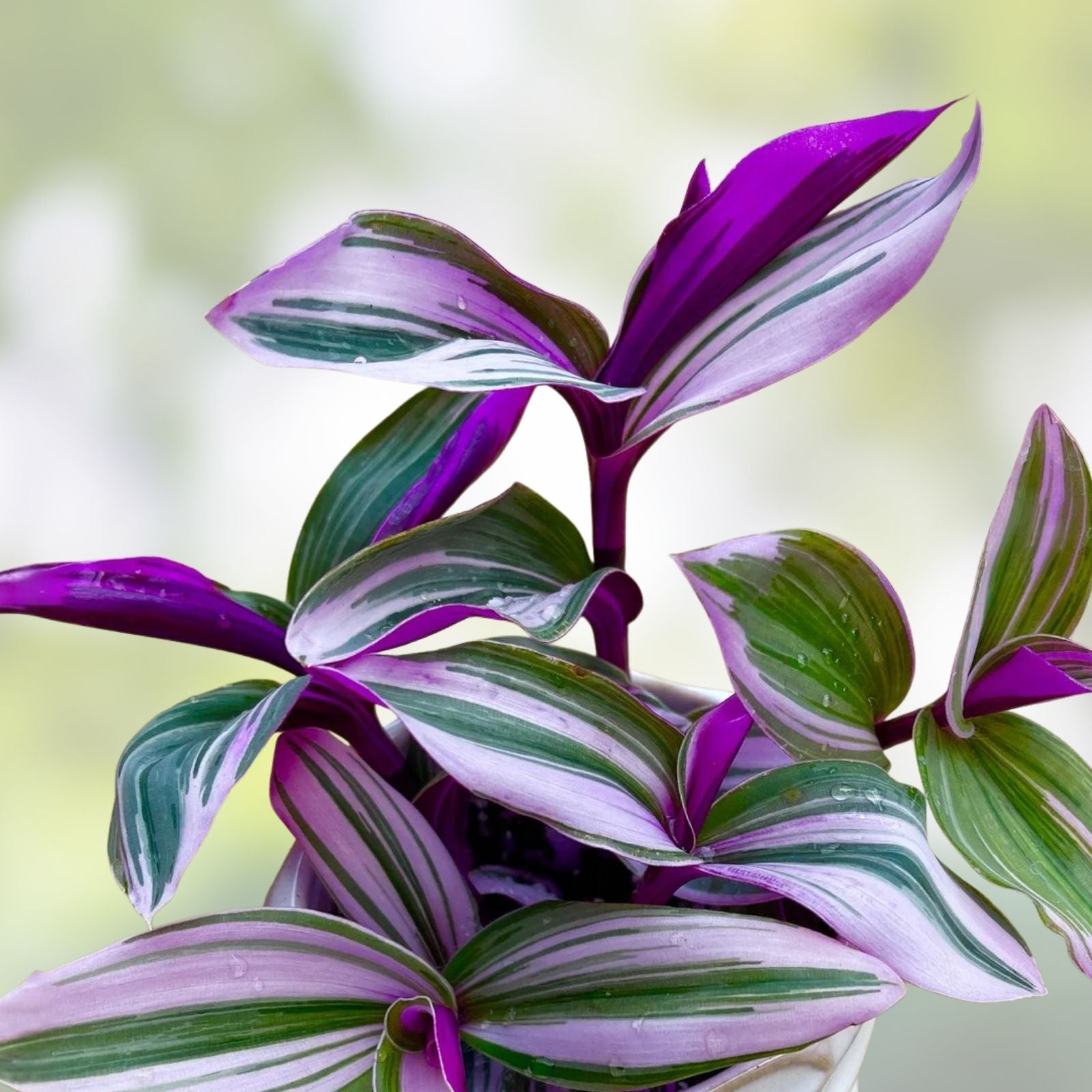 Tradescantia Nanouk Cutting - Indoor Houseplant, Colorful Foliage, Easy Care, 2" or 4" Pot, Live Plant, Starter Plant