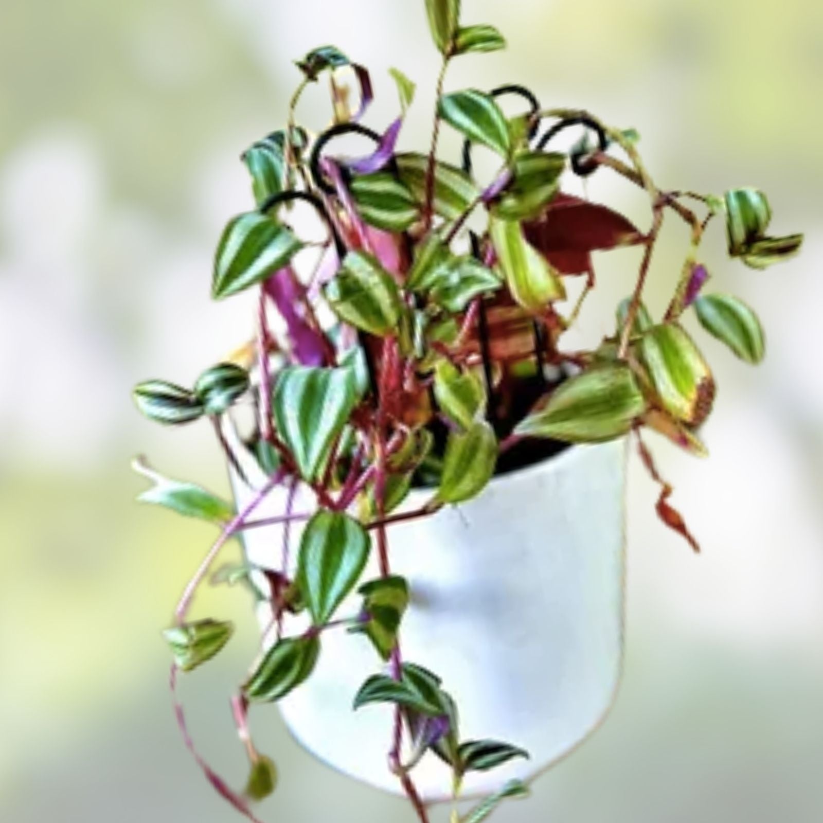 12 Tradescantia Aurea Wandering Jew Cuttings, Live Indoor Houseplant, Green Foliage, Easy to Grow Starter Plant, Unrooted Propagation
