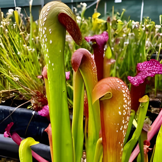 Live Sarracenia minor Pitcher Plant Giant Okeefenokeensis Clone Red Carnivorous Houseplant Starter Plant
