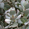 Silver Dollar Jade Cuttings Crassula arborescens Chinese Jade Succulent Starter Plant Houseplant
