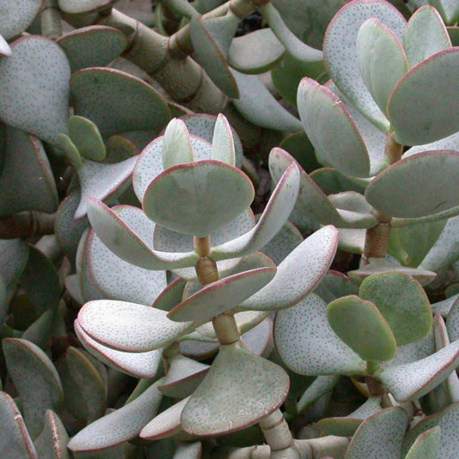 Silver Dollar Jade Cuttings Crassula arborescens Chinese Jade Succulent Starter Plant Houseplant