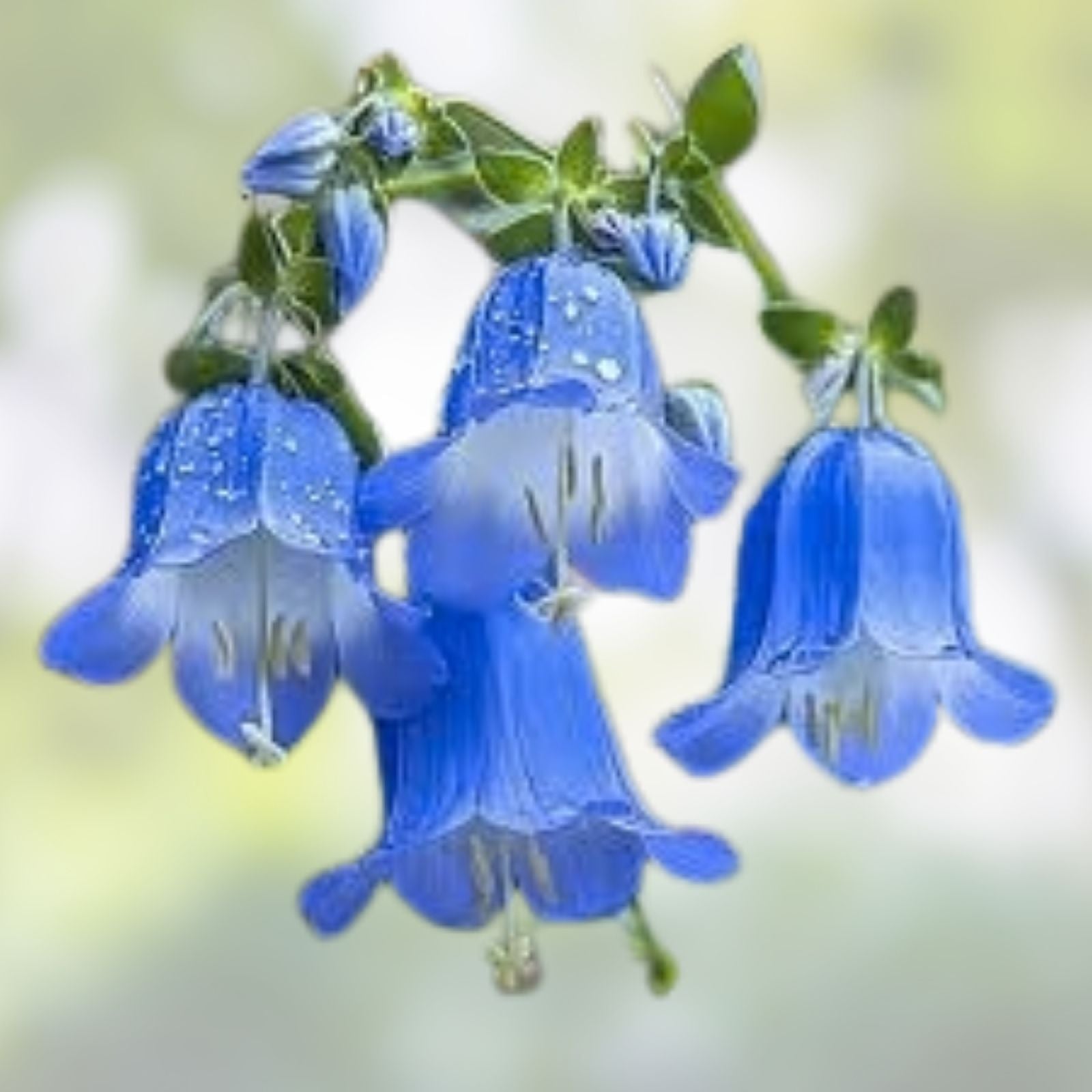 Campanula Bellflower Perennial Plant – Vibrant Blue Flowers for Garden & Cut Arrangements – Campanula spp.