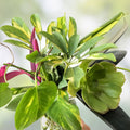 Mystery House Plant Cuttings Bouquet Assorted Varieties Live Starter Plants for Plant Enthusiasts