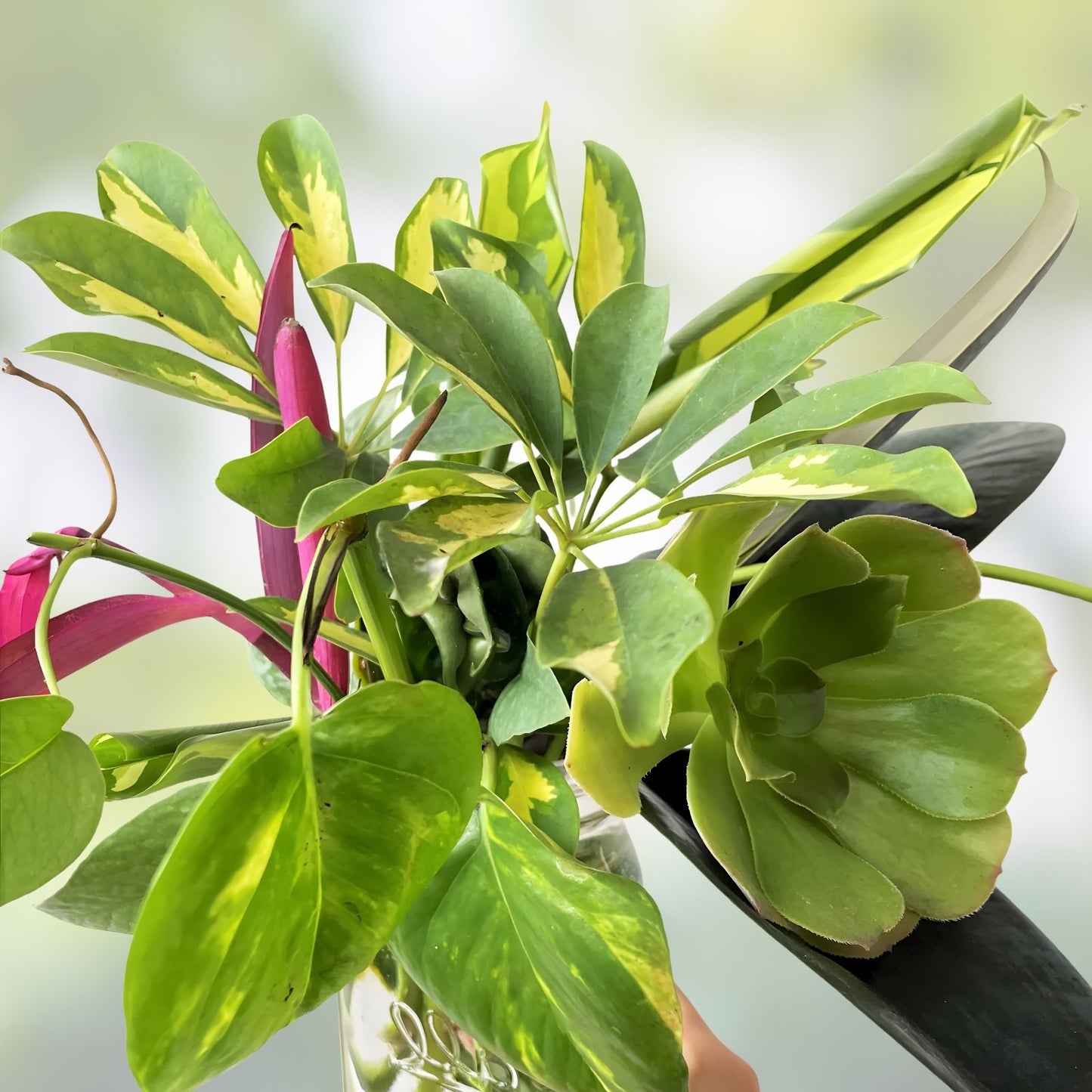 Mystery House Plant Cuttings Bouquet Assorted Varieties Live Starter Plants for Plant Enthusiasts