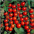Chinese Lantern Seeds 100+ | Bright Orange Blooms | Physalis alkekengi | Ornamental Plant Seeds