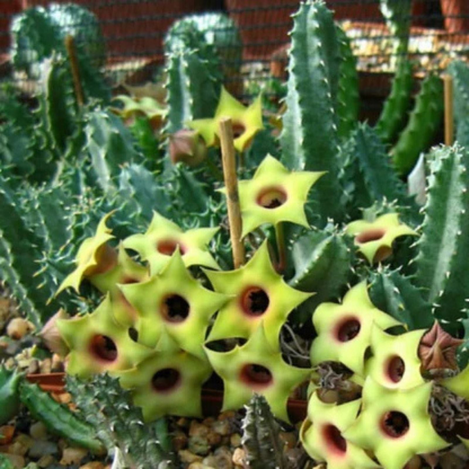 Saudi Arabica Huernia Stapelia Orbea Succulent Plant – Live Indoor Cactus & Succulent Starter or Cutting