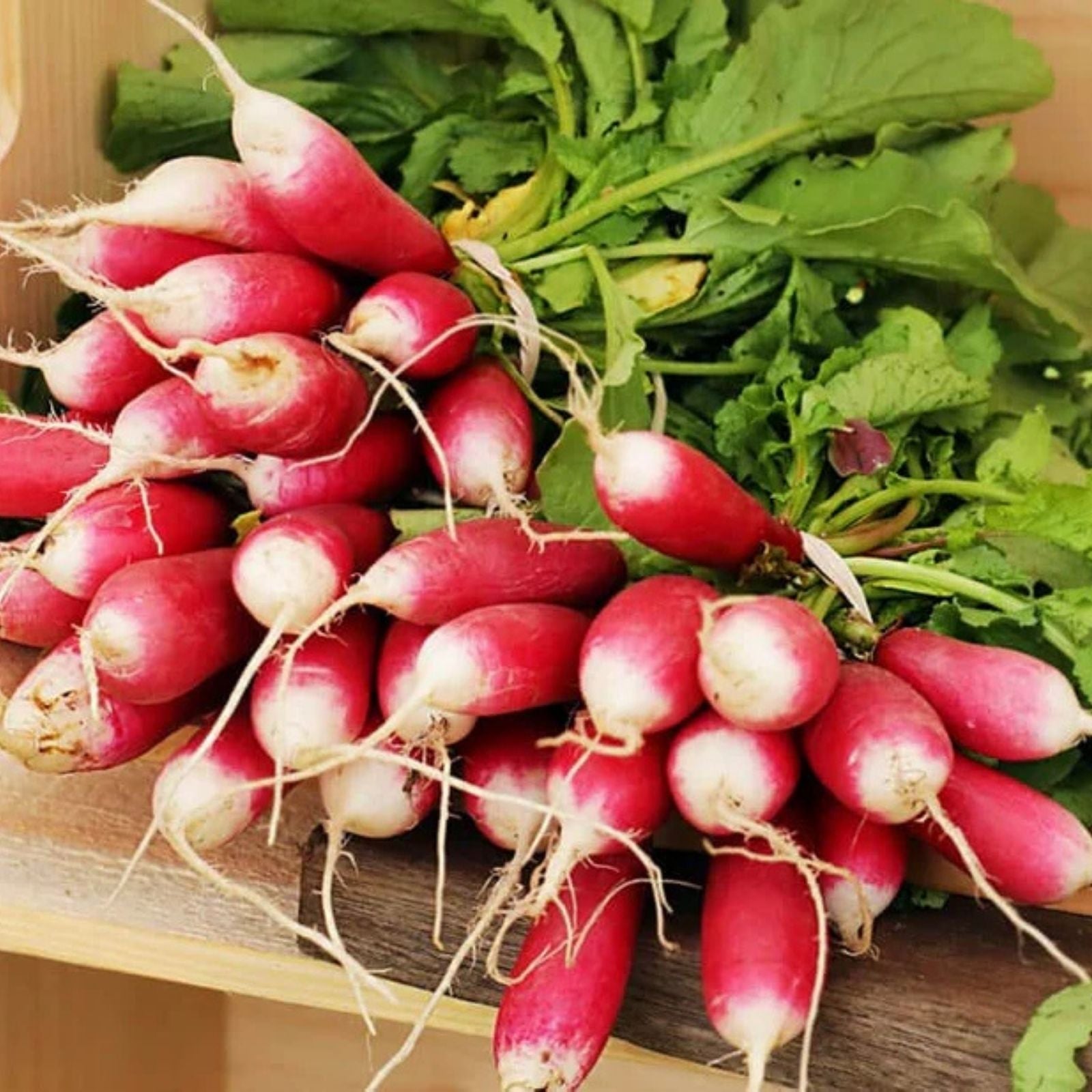 Fresh Red Radish Plant Cutting 12 oz, Crisp Salad Root, Raphanus sativus, Live Vegetable Starter, Organic Bare Root, Houseplant