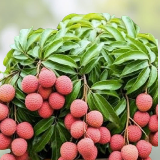 Live Lychee Fruit Tree – Tropical Edible Plant, Litchi Chinensis, Indoor Outdoor Growing Starter Plant, Fresh Stock