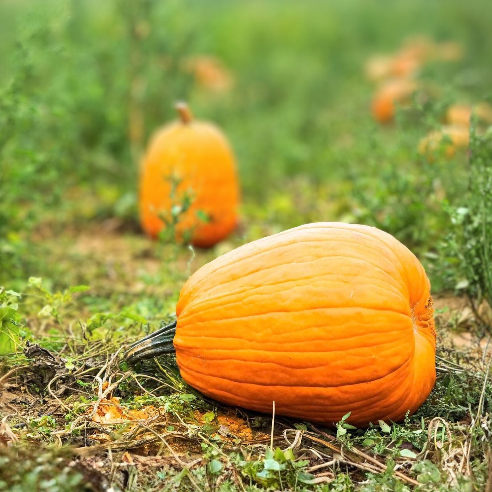 Pumpkin Seeds 100 Count Jack-O'-Lantern Heirloom Non-GMO Cucurbita pepo Live Plant or Seed Starter