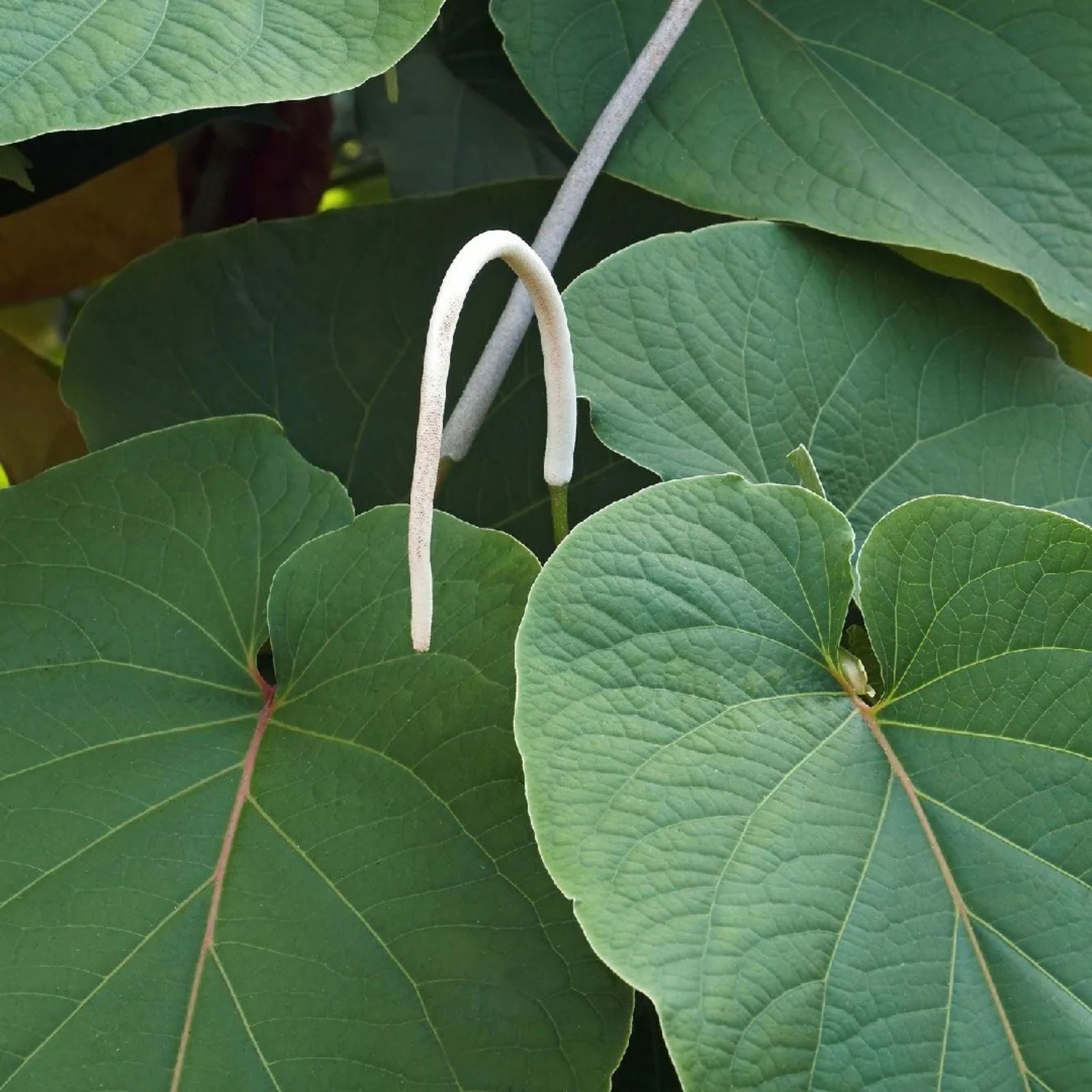 Piper Auritum Hoja Santa Live Plant, Tropical Herb, Culinary Pepperleaf, Indoor Garden, Starter Cutting, Bare Root, Houseplant