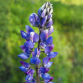 Arroyo Lupine Seeds 500 Count Purple Flowers Lupinus succulentus Wildflower Seeds for Garden Landscaping