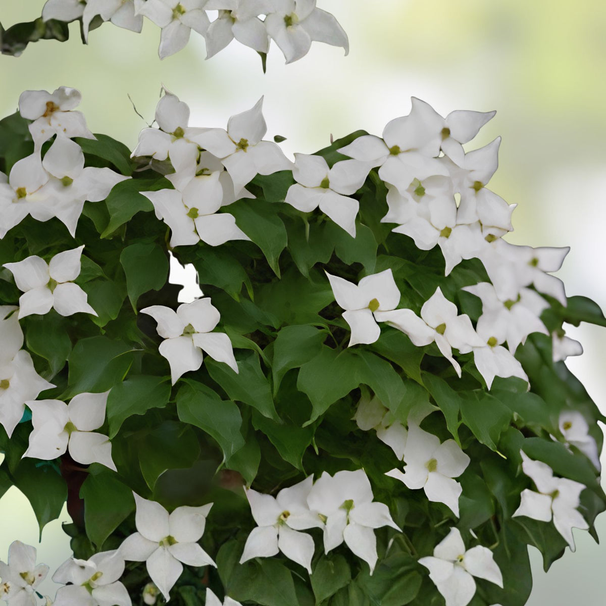 Flowering Kousa Dogwood Seeds for Planting, Cornus kousa, Hardy Ornamental Tree Seeds for Landscaping