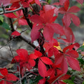 Virginia Creeper Live Vine Clippings – 6+ Florida Grown for Privacy Fences – Parthenocissus quinquefolia – Fast Growing Climbing Plant