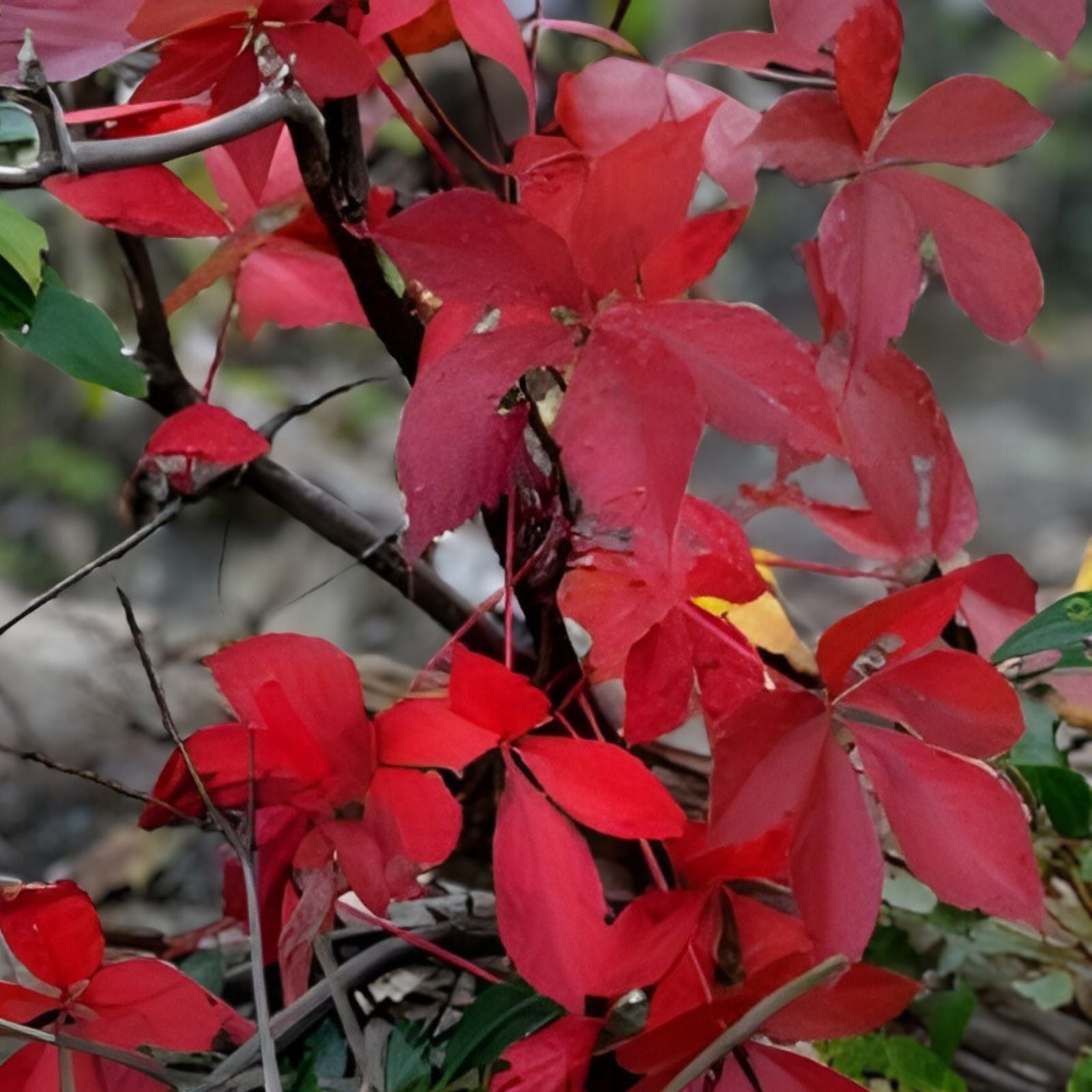 Virginia Creeper Live Vine Clippings – 6+ Florida Grown for Privacy Fences – Parthenocissus quinquefolia – Fast Growing Climbing Plant