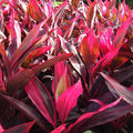 Cordyline fruticosa Cutting - Large Green Hawaiian Ti Plant Starter Log for Propagation, Gardening, Houseplant, Live Plant