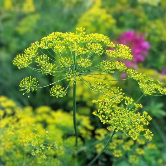 Heirloom Florence Fennel Seeds 500 Count Non-GMO Vegetable Seeds for Gardening, Foeniculum vulgare dulce, Starter Plant, Live Plant, Cutting