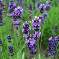 Organic English Lavender Cuttings Lavandula angustifolia Herb Starter Plants 5 Pack for Propagation, Aromatic Garden Plants