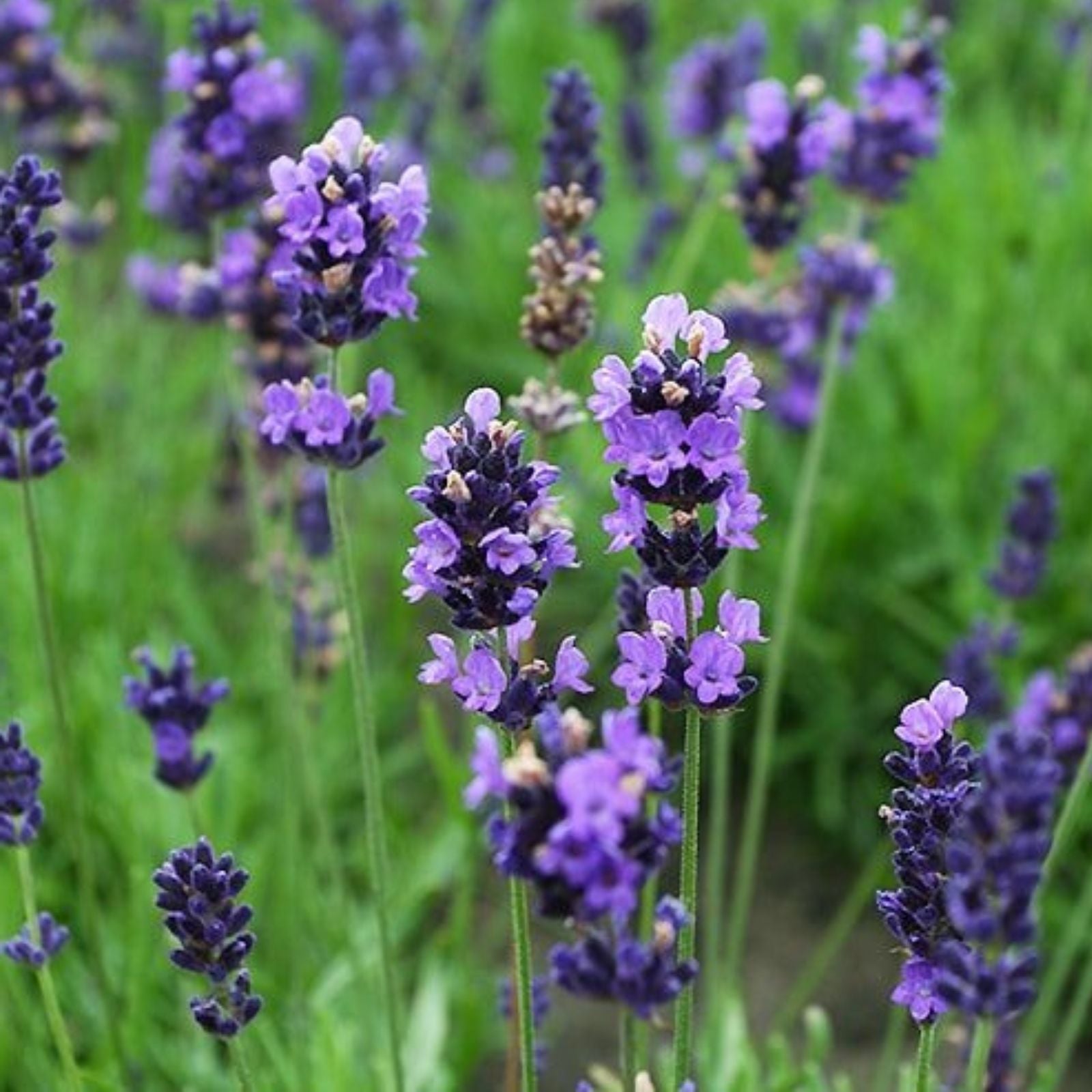 Organic English Lavender Cuttings Lavandula angustifolia Herb Starter Plants 5 Pack for Propagation, Aromatic Garden Plants