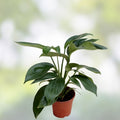 Epipremnum Pinnatum Dragon’s Tail Plant Cuttings – Live Indoor Houseplant Propagation Starter Plants