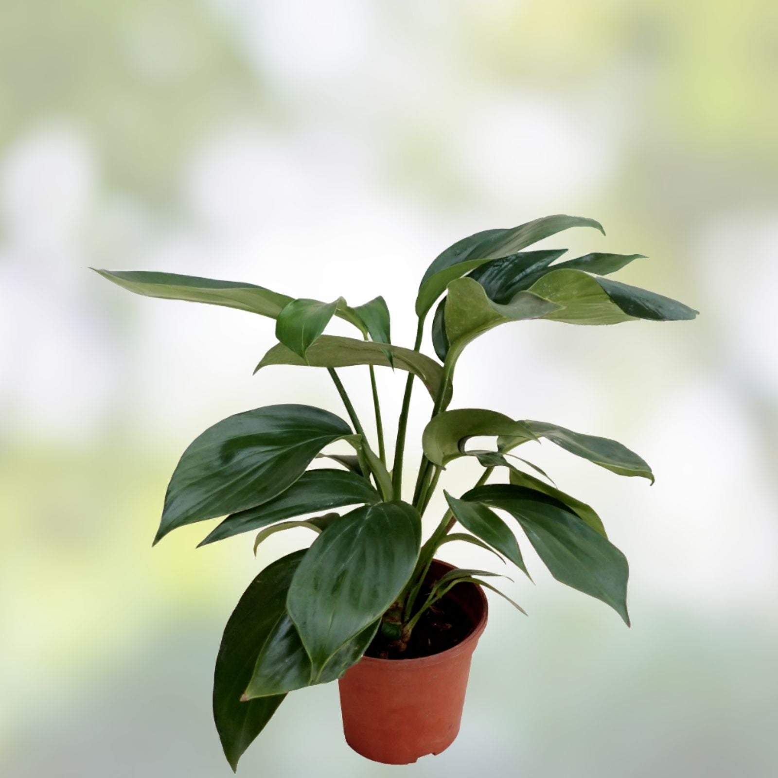 Epipremnum Pinnatum Dragon’s Tail Plant Cuttings – Live Indoor Houseplant Propagation Starter Plants