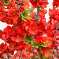 Texas Scarlet Red Quince Live Plant 1G Flowering Bush Chaenomeles × superba 'Texas Scarlet'
