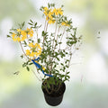 Aromi Azalea Lemonade Starter Plant - Rhododendron deciduous shrub for garden containers houseplants