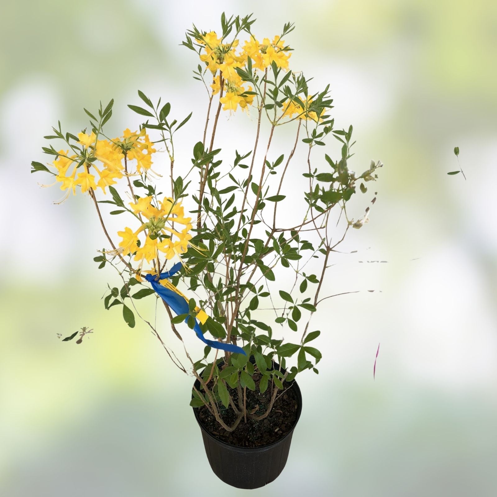 Aromi Azalea Lemonade Starter Plant - Rhododendron deciduous shrub for garden containers houseplants
