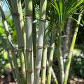 Rooted Sugarcane Cuttings 5pcs Tropical Plant Saccharum officinarum Ready to Plant - New Harvest Quality
