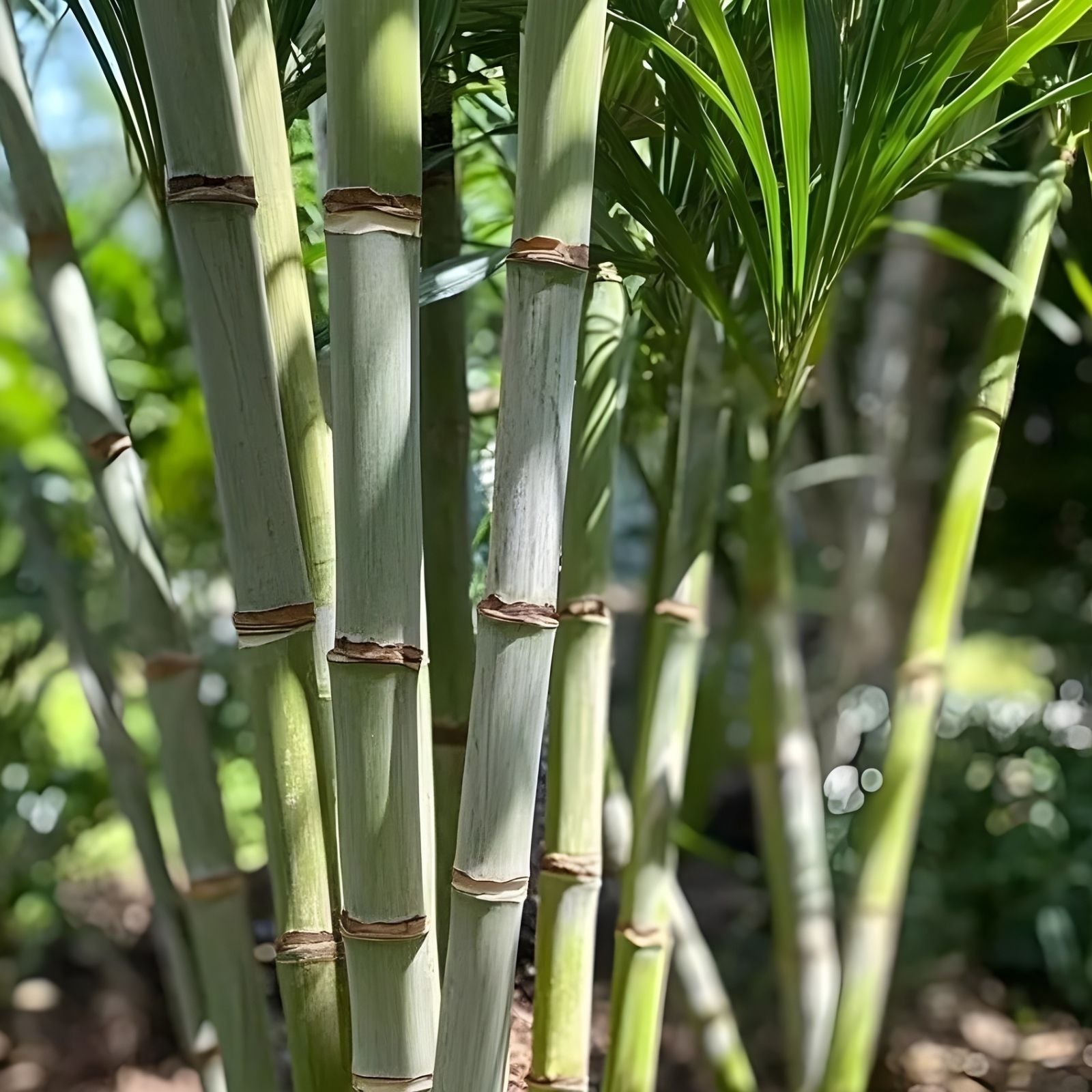 Rooted Sugarcane Cuttings 5pcs Tropical Plant Saccharum officinarum Ready to Plant - New Harvest Quality