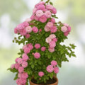 Climbing Rose Plant Cuttings – 3 Fresh Unrooted 6” Long Auswith Variety Rosa spp. Easy to Grow