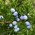 Eastern Red Cedar Trees 5 Pack Juniperus Virginiana Native Evergreen Live Plants Starter Cuttings