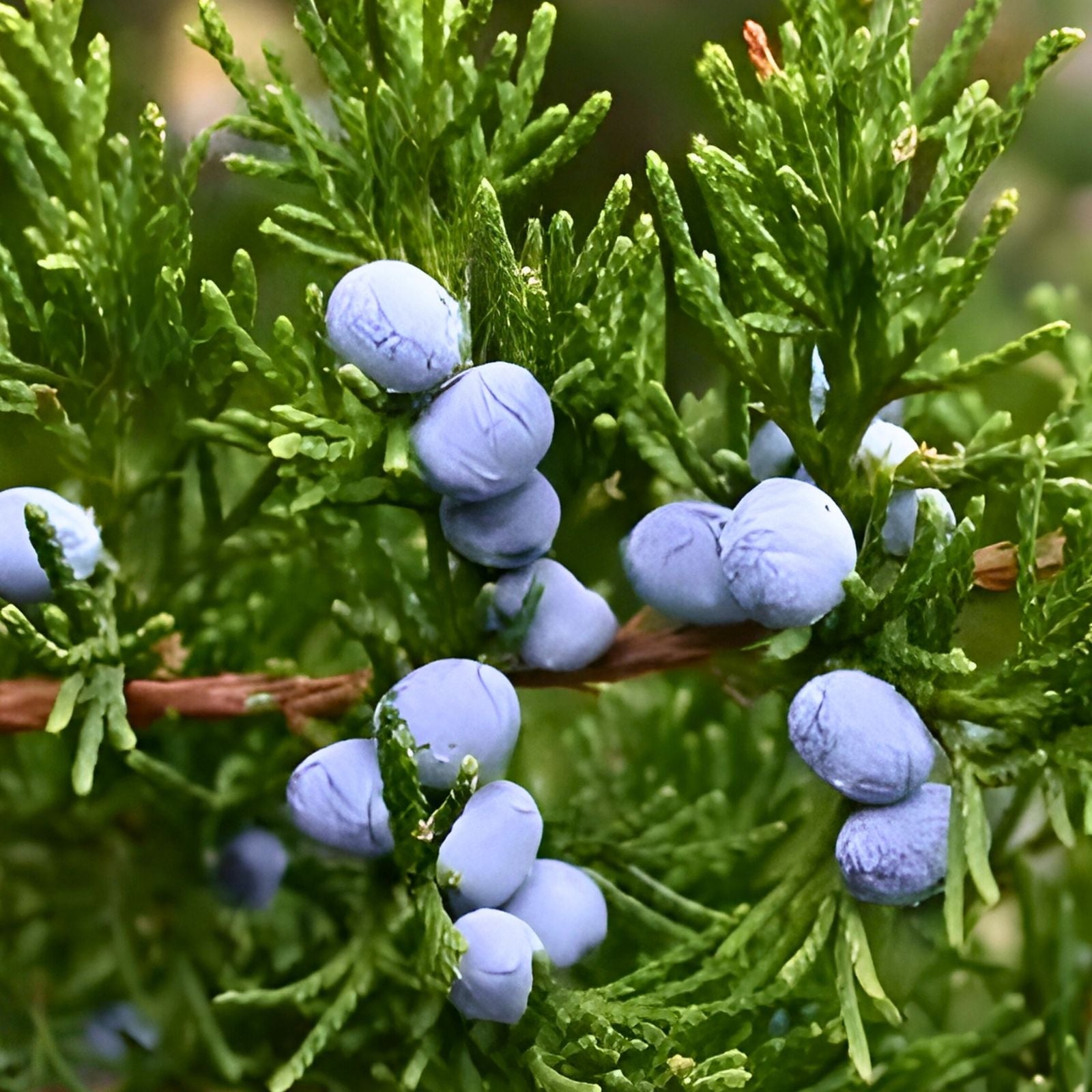 Eastern Red Cedar Trees 5 Pack Juniperus Virginiana Native Evergreen Live Plants Starter Cuttings