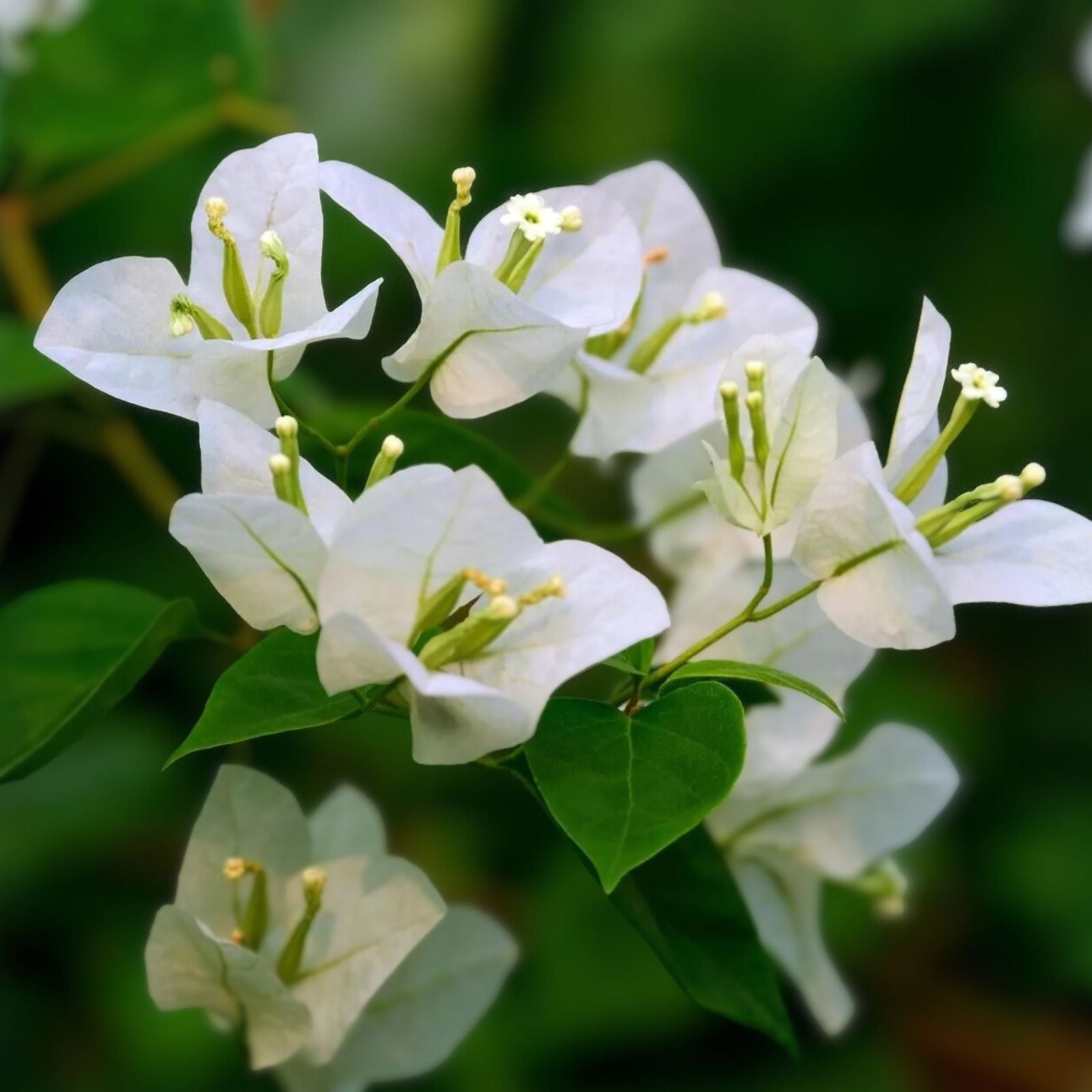 Bougainvillea Live Plant 20" White ABRA Vine Drought-Tolerant Climber Bougainvillea glabra Houseplant Cutting