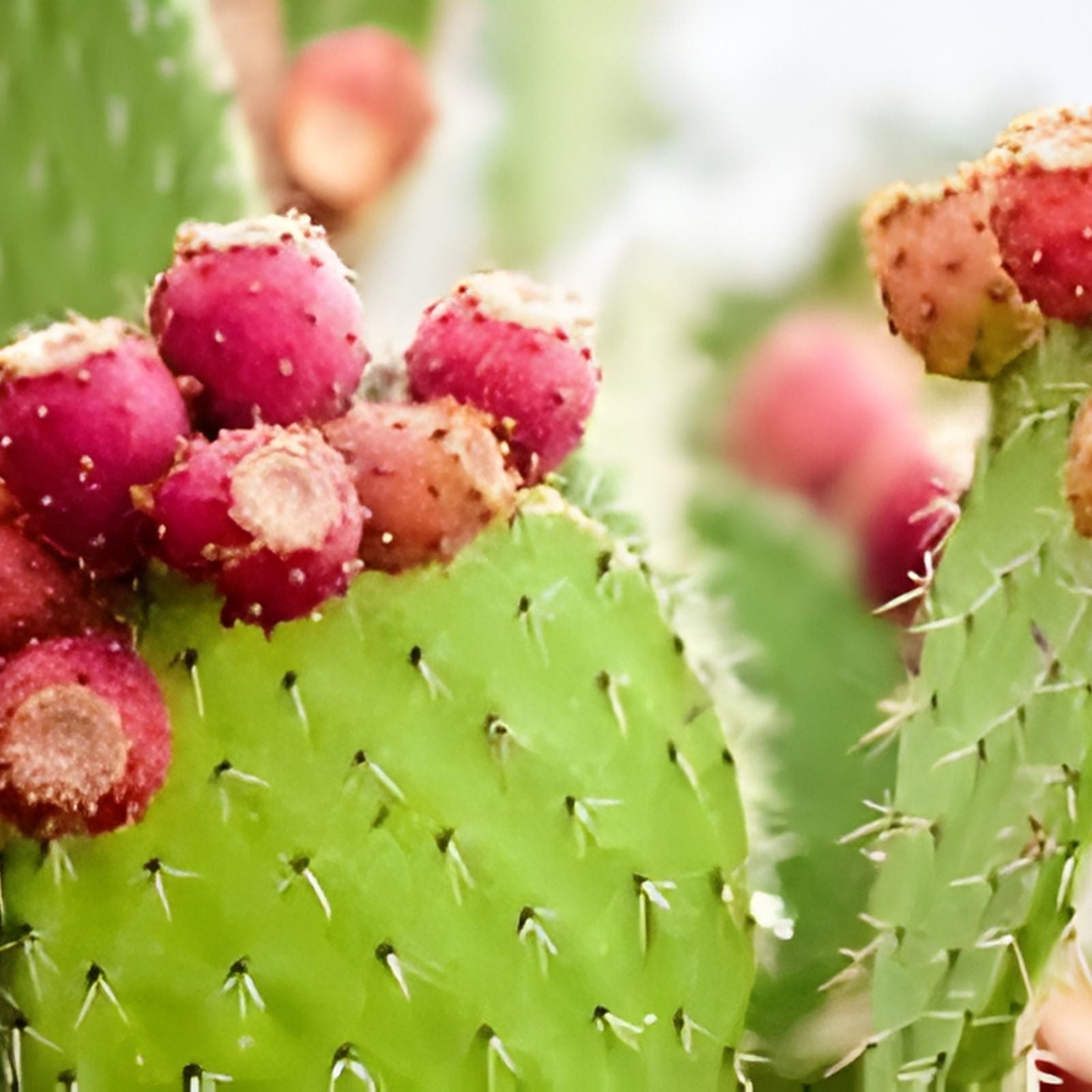 Eastern Prickly Pear Cactus Cutting Opuntia humifusa Cold Hardy Succulent Plant Live Starter
