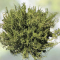 Organic Rosemary Herb Plant Cuttings 12 Pack, Rosmarinus officinalis, 10 Inch, Live Starter Plants, USA Grown
