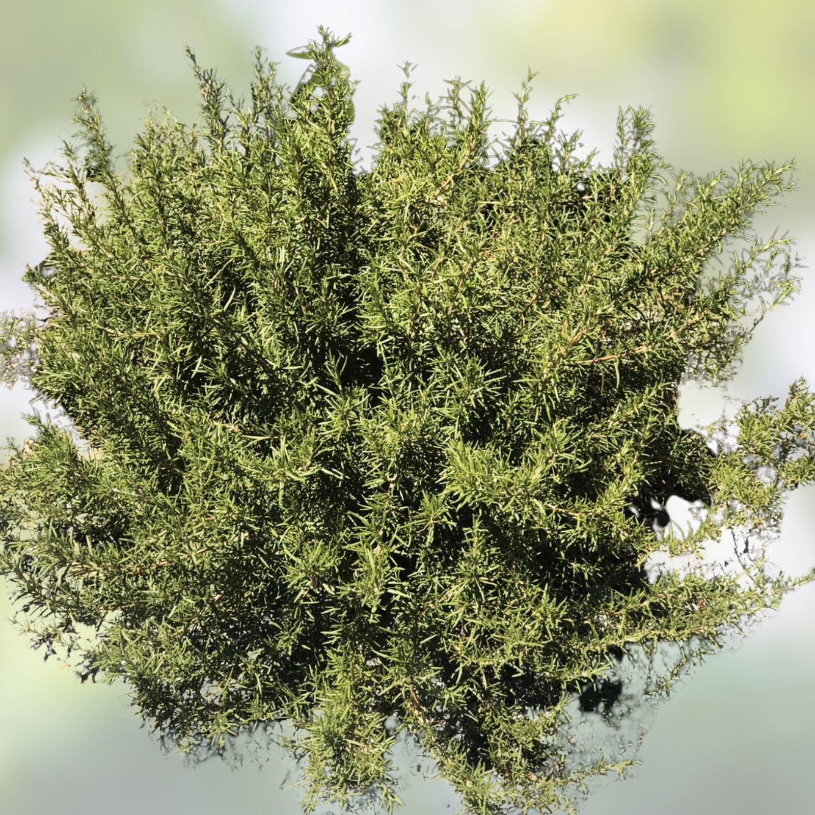 Organic Rosemary Herb Plant Cuttings 12 Pack, Rosmarinus officinalis, 10 Inch, Live Starter Plants, USA Grown